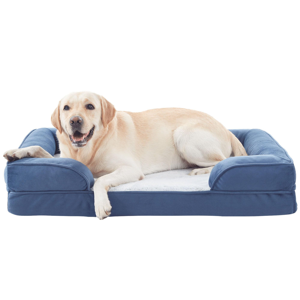 Senior dog resting